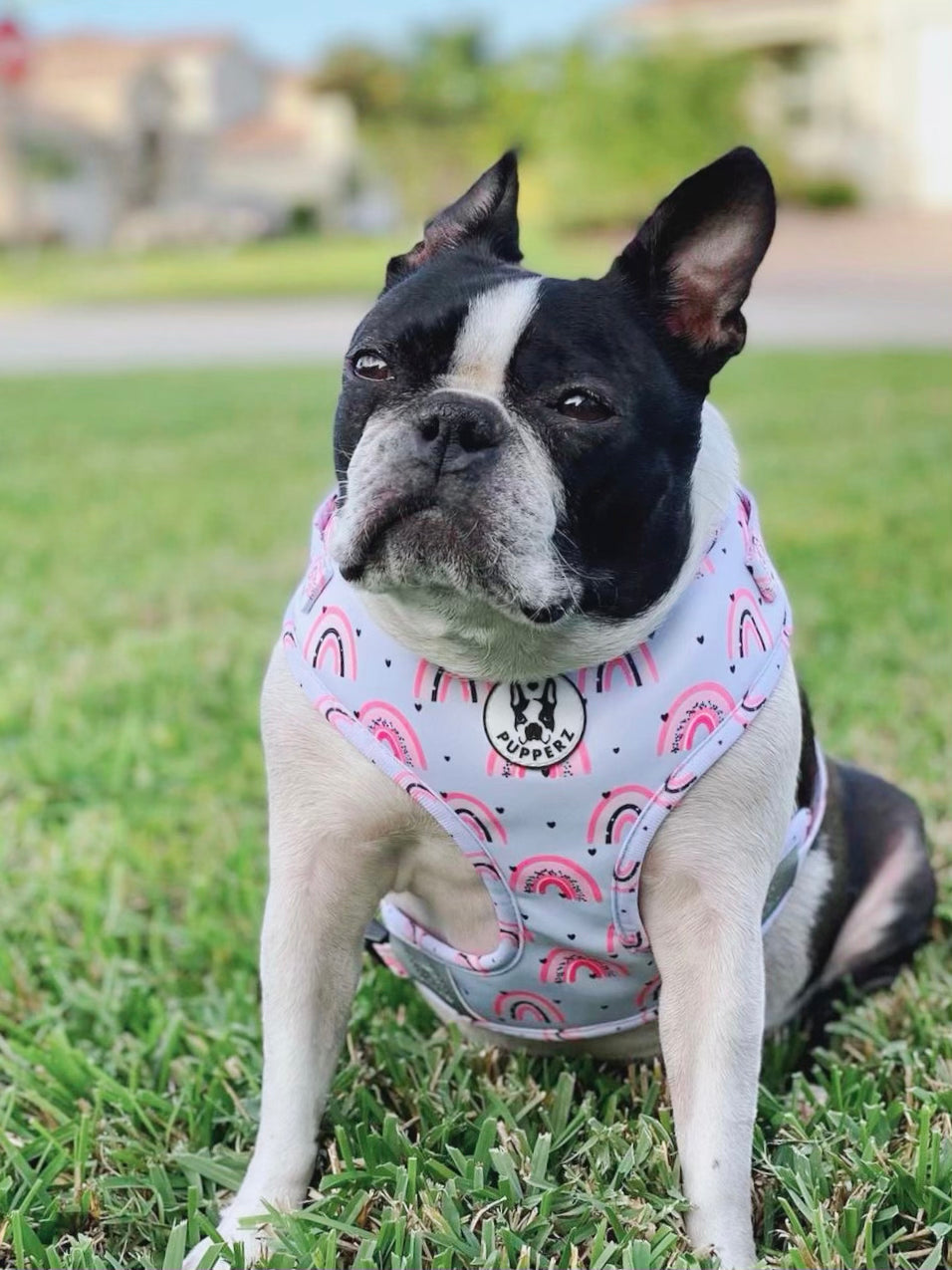 Pawsitivity harness on sale